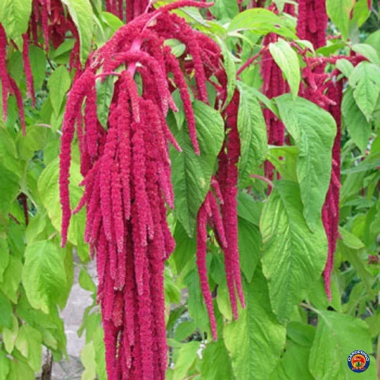 Love Lies Bleeding, Amaranthus caudatus 500 Seeds. Free Shipping!