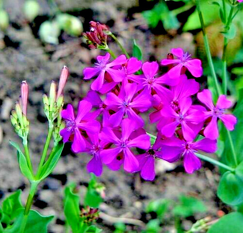 Catchfly 100 seeds. bright pink, Silene Ameria. blooms fast from seed. Campion.