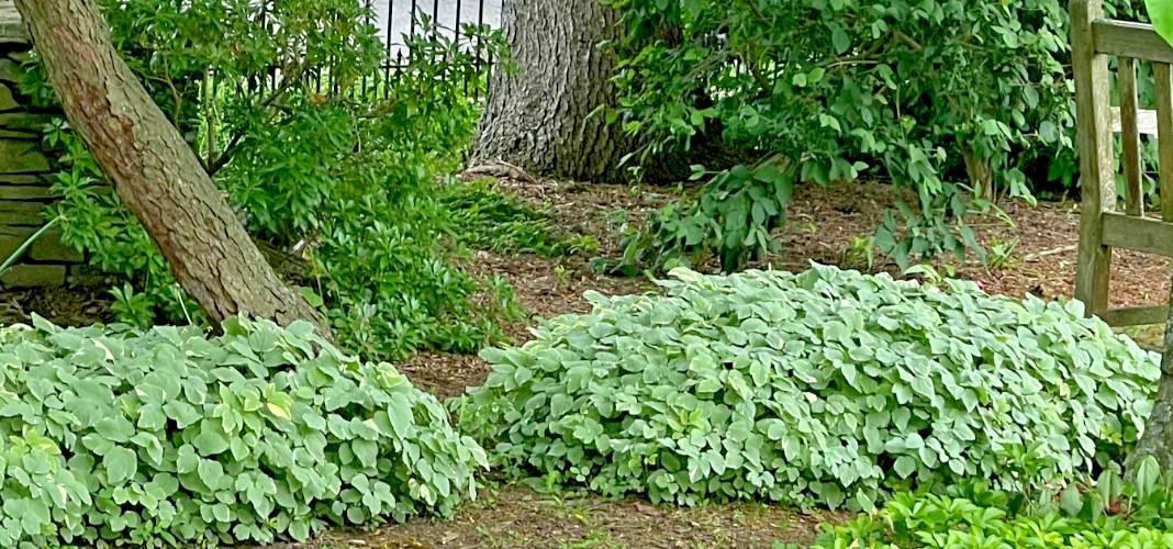25 Snow On The Mountain Bare Roots perennial plants