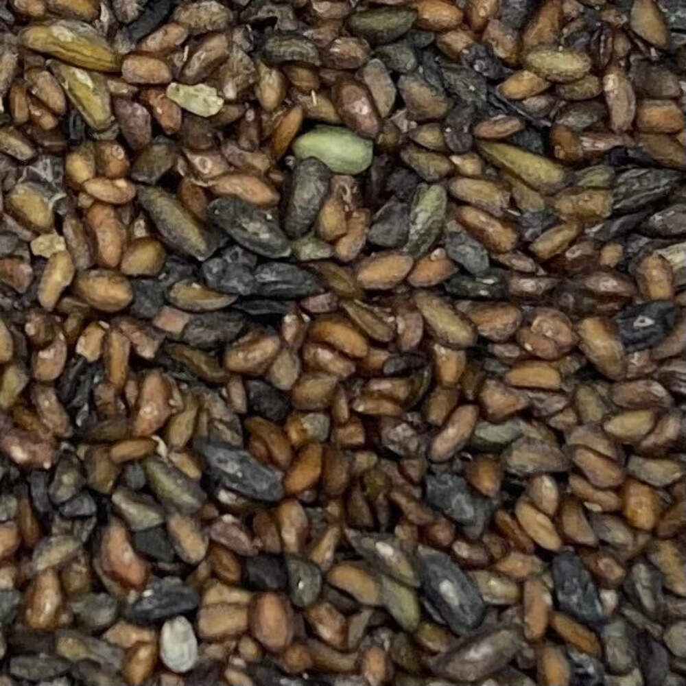 Broadleaf Plantain Seeds (Plantago major) ~Traditional Herb Native Garden