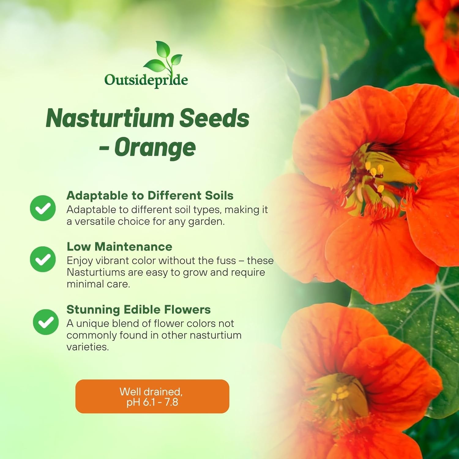 200 Seeds Orange Nasturtium Seeds For Planting – Double Gleam Orange Flower Seed