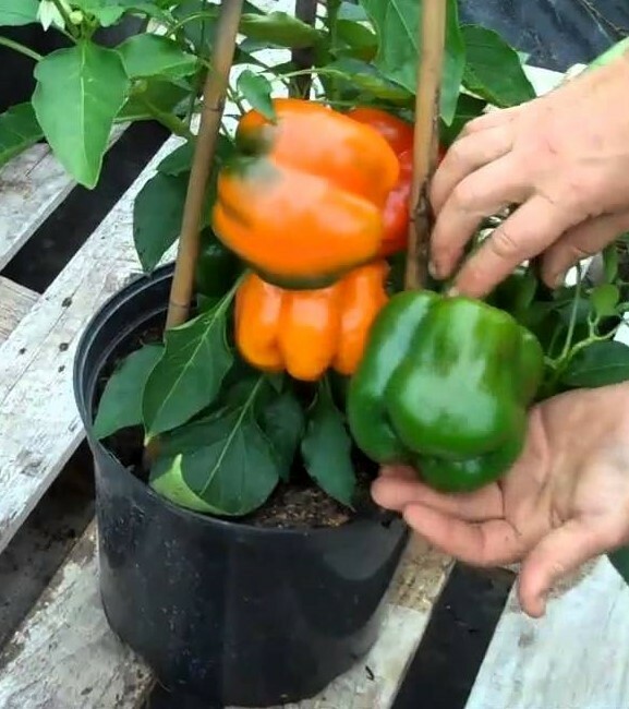 Bell Pepper Orange Sweet 15 Seeds Giant Vegetable Organic Heirloom Non GMO….