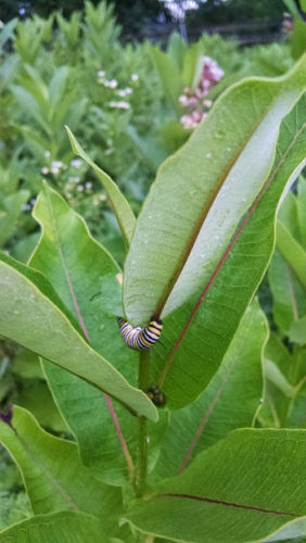10 oz (31k+) Common Milkweed Seeds (Asclepias syriaca), Organically Grown in PA