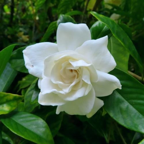 CarpetC 200+ Gardenia Seeds for Planting, Perennial Fragrant Evergreen