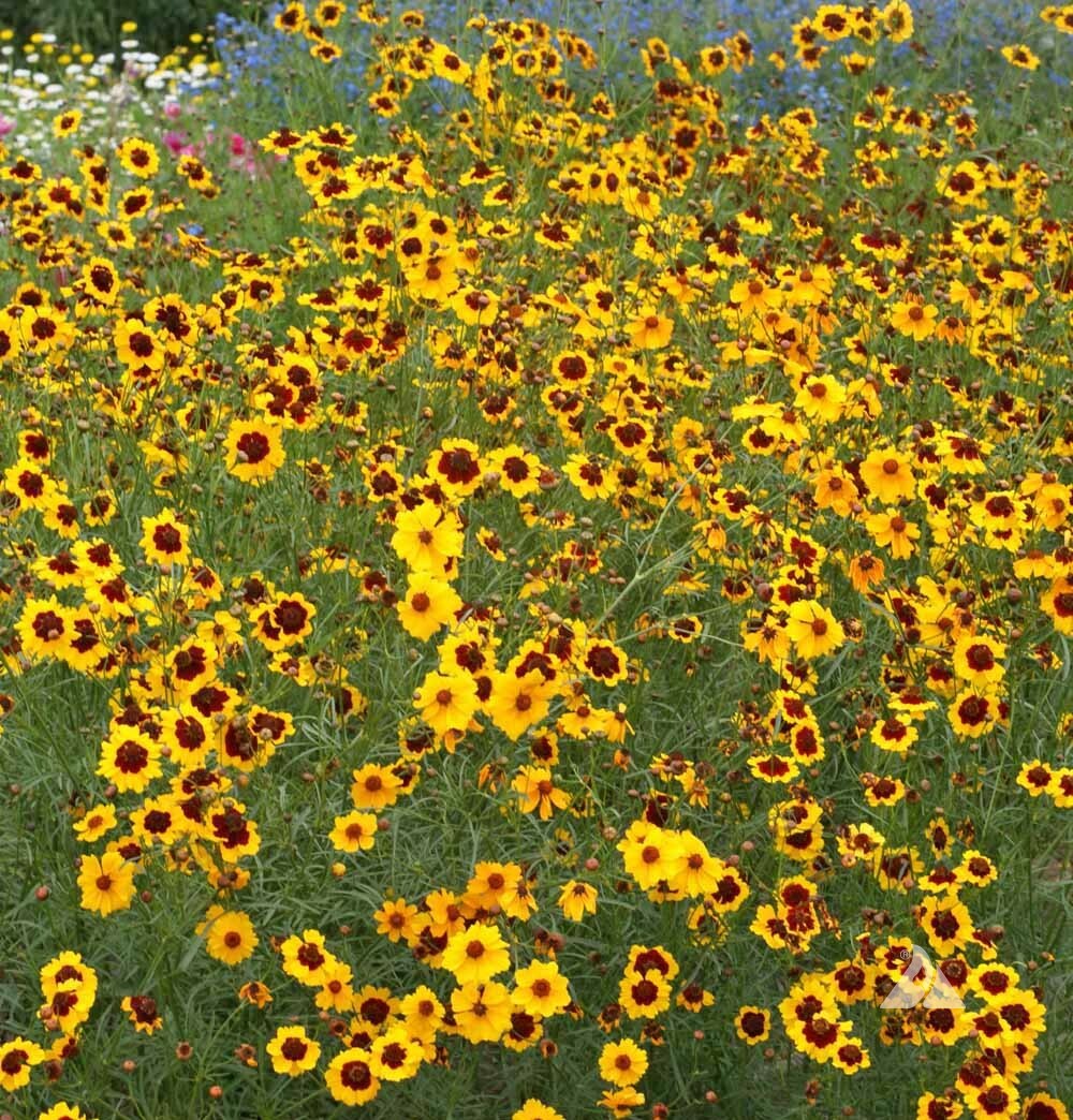 PLAINS COREOPSIS Calliopsis Native Wildflower Heirloom Full/Part-Sun 500 Seeds