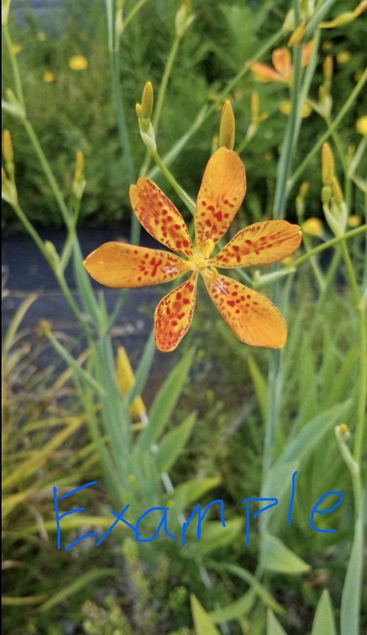 Blackberry Lily