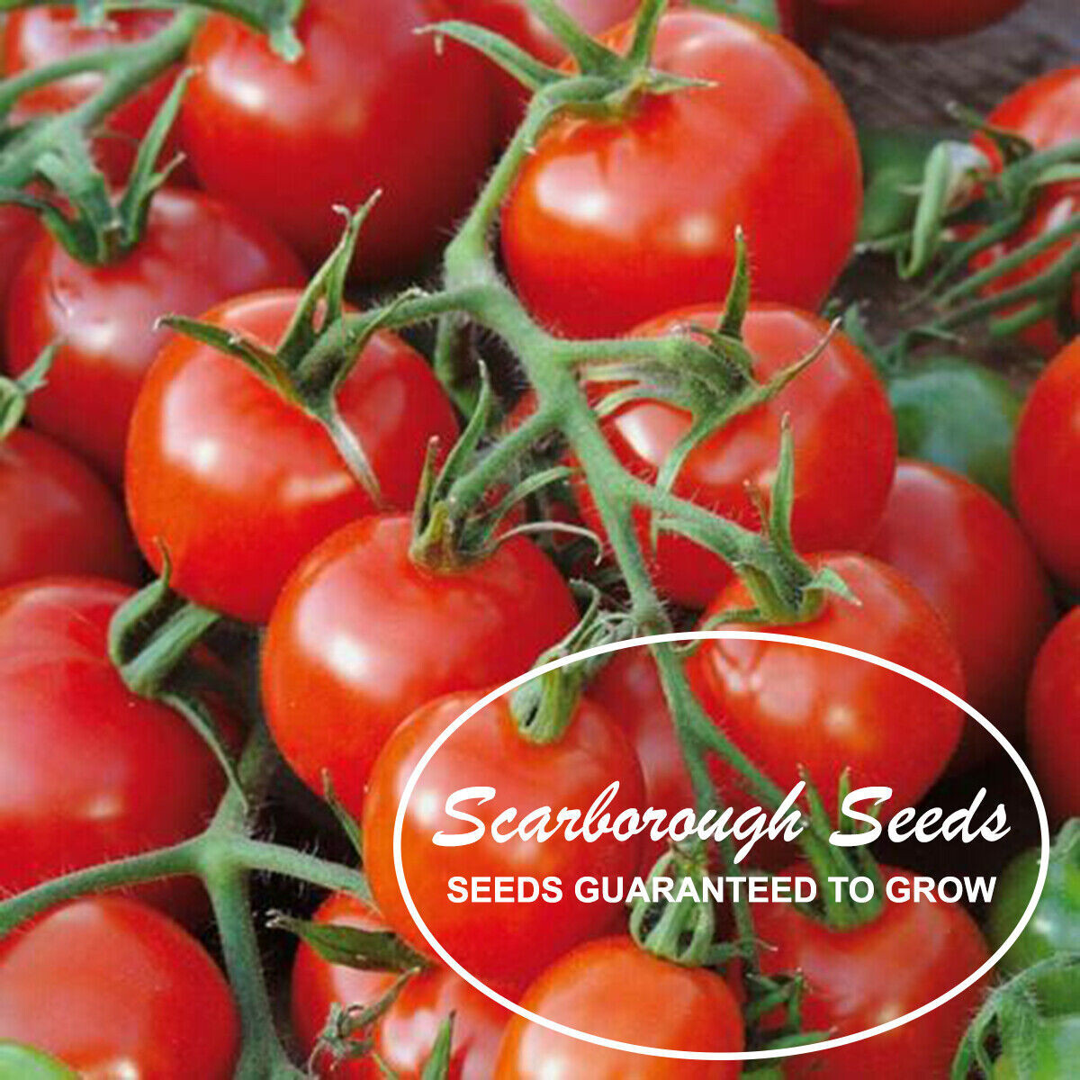SCARBOROUGH SEEDS Large Red Cherry Tomato 100 Seeds -Non-GMO – SAME DAY SHIPPING