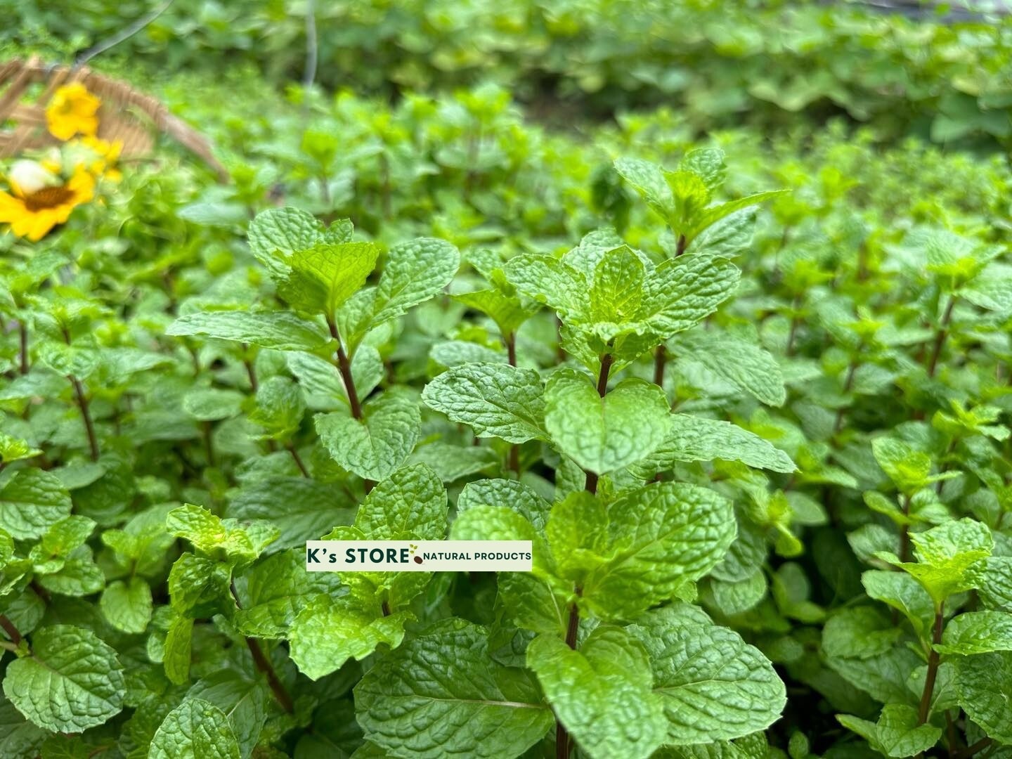 1000+ PEPERMINT HERB SEEDS – RAU HÚNG LŨI | 95% GERMINATION NON-GMO, FREE SHIP |