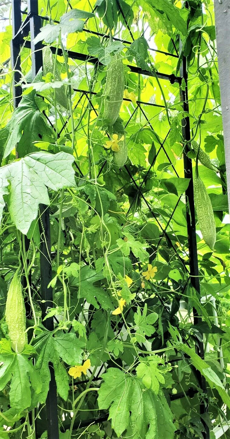 White Pearl Bitter Melon | Balsam Pear Karela Gourd Goya Squash Asian Seed 2024