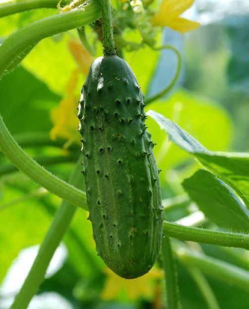 100 Marketmore 76 Cucumber Seeds-Open Pollinated-NON GMO-Organic