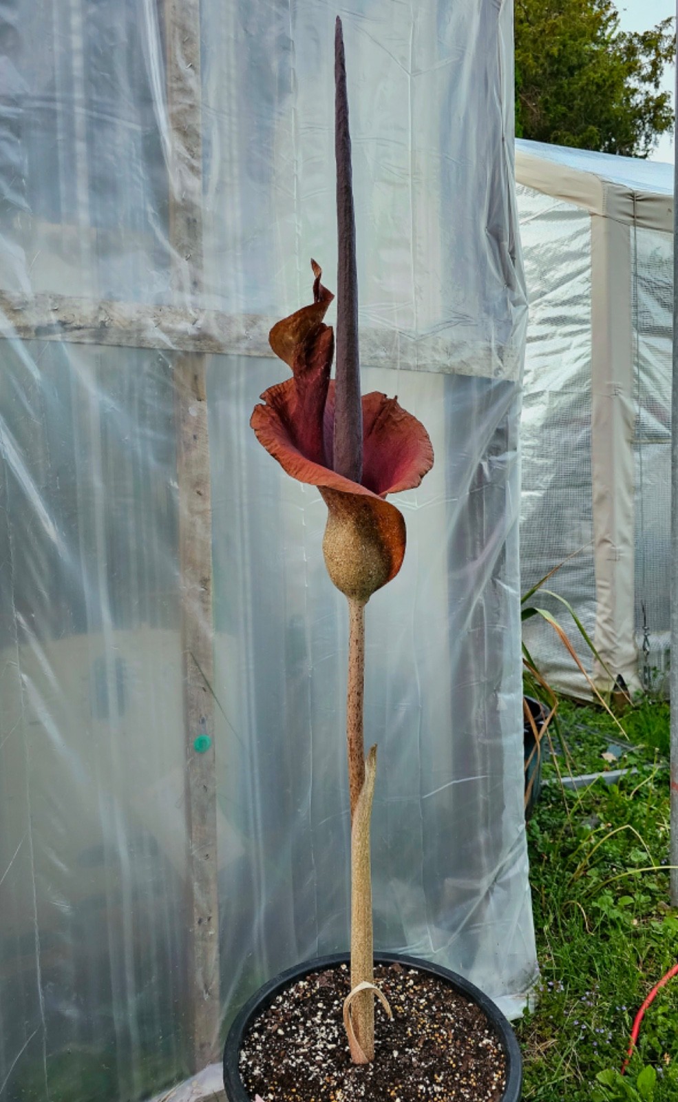 Amorphophallus White Veins WOW Tropical Hybrid AGA Rare Plant Aroid Bulb Flower