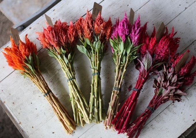 75 Celosia Pampas Plume Mix seeds
