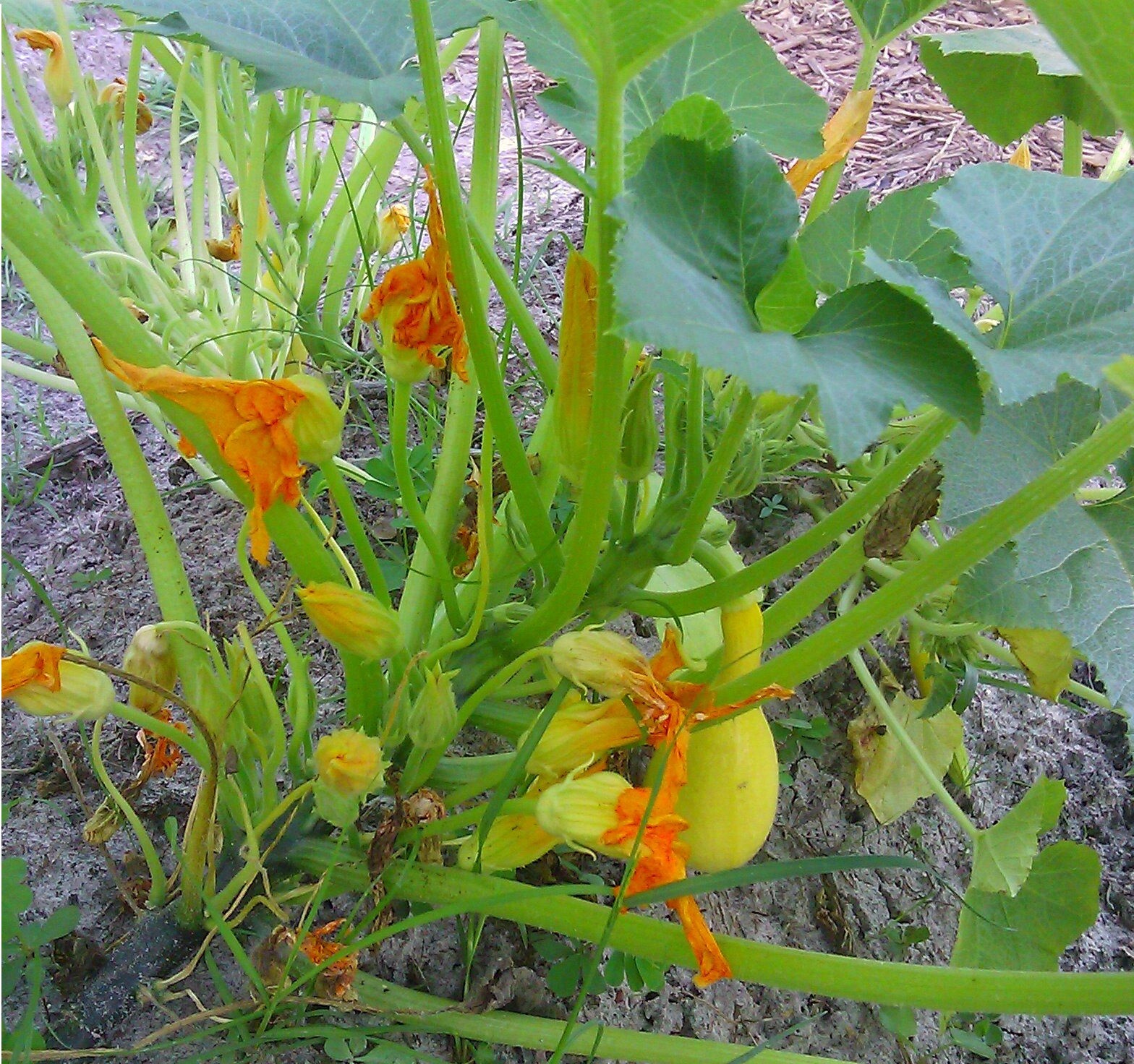 20 seeds Early Crookneck Summer Squash Golden Yellow Heirloom Cream 55 days