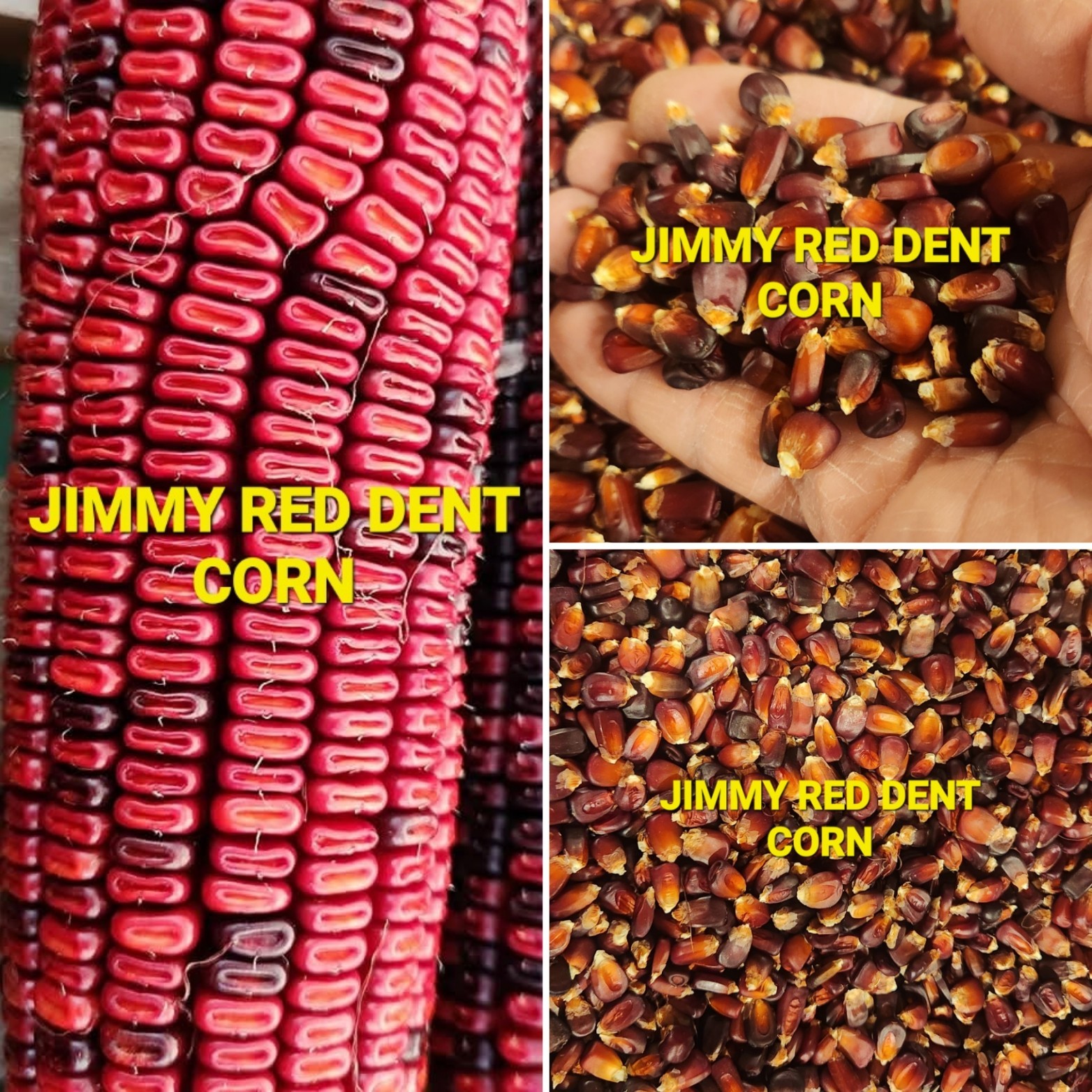 Jimmy Red Corn – Heirloom Dent Corn For Seed or Milling – 1/2 Pound