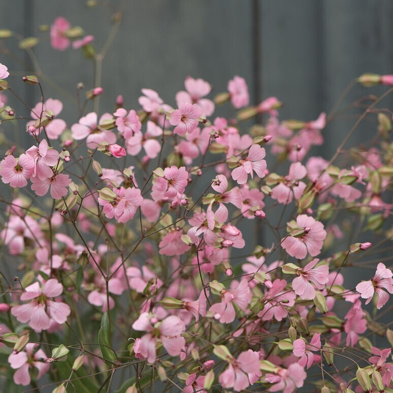 40 Saponaria Beauty Mix seeds