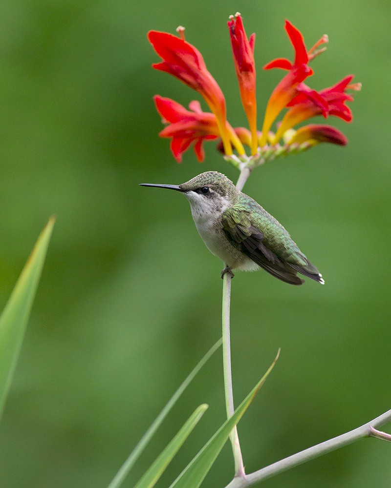 3 Crocosmia Lucifer Flower BULBS – Attracts Hummingbirds *Spring Planting