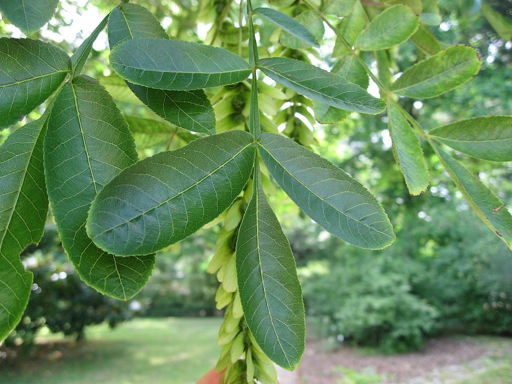 Chinese Wingnut, Pterocarya stenoptera, Tree Seeds (Fast, Showy)