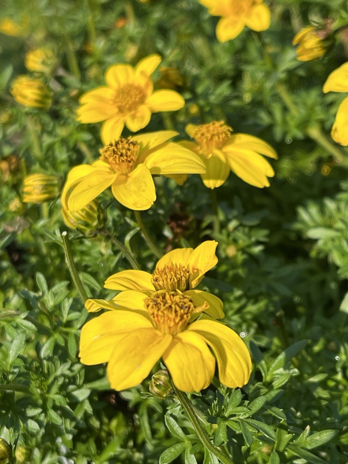 Marigold Sunny Yellow