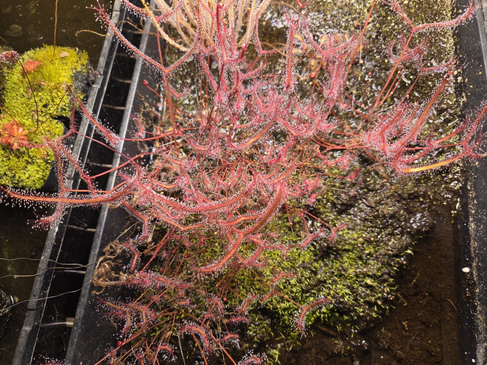 CARNIVOROUS PLANT 2 PACK- LIVE- Drosera Binita EXTRA RED, Drosera Filiformis