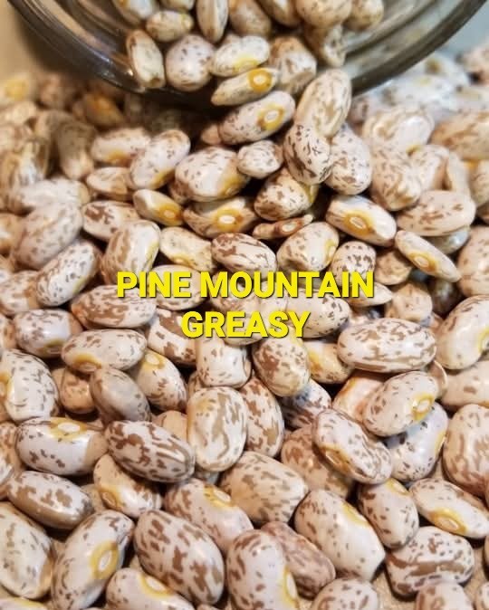 Pine Mountain Greasy Bean Seeds