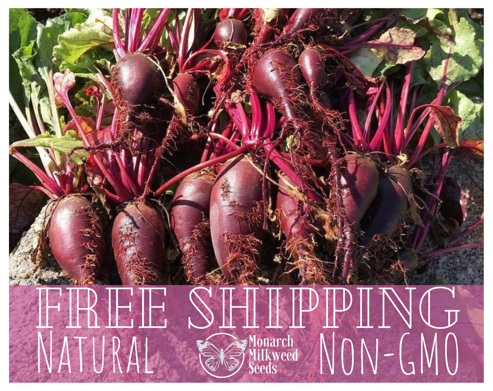 550+ Beet Seeds ‘Cylindra’ | Heirloom, Non-GMO, Vegetable Gardening Seed Packet