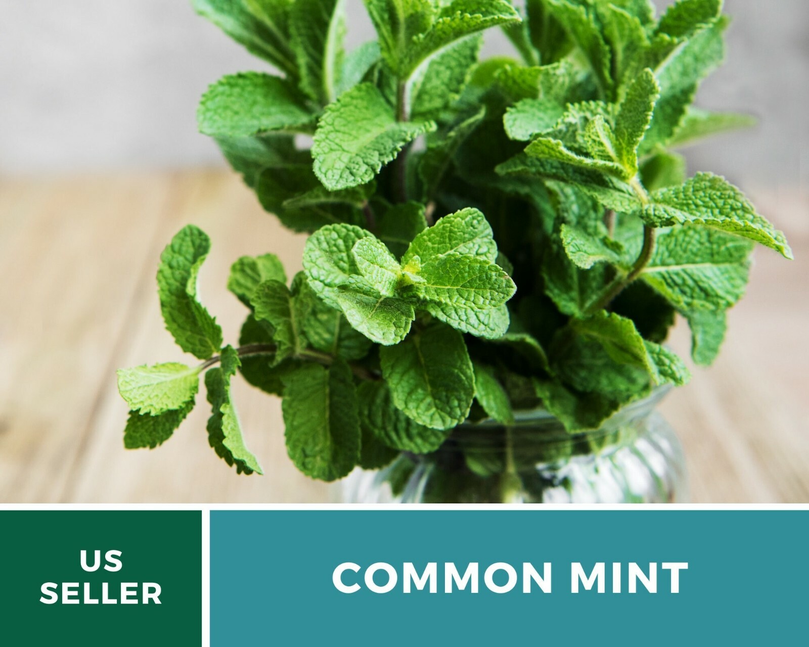 Mint, Common – Heirloom Seeds – Medicinal & Culinary Herb – GMO Free (Mentha spp