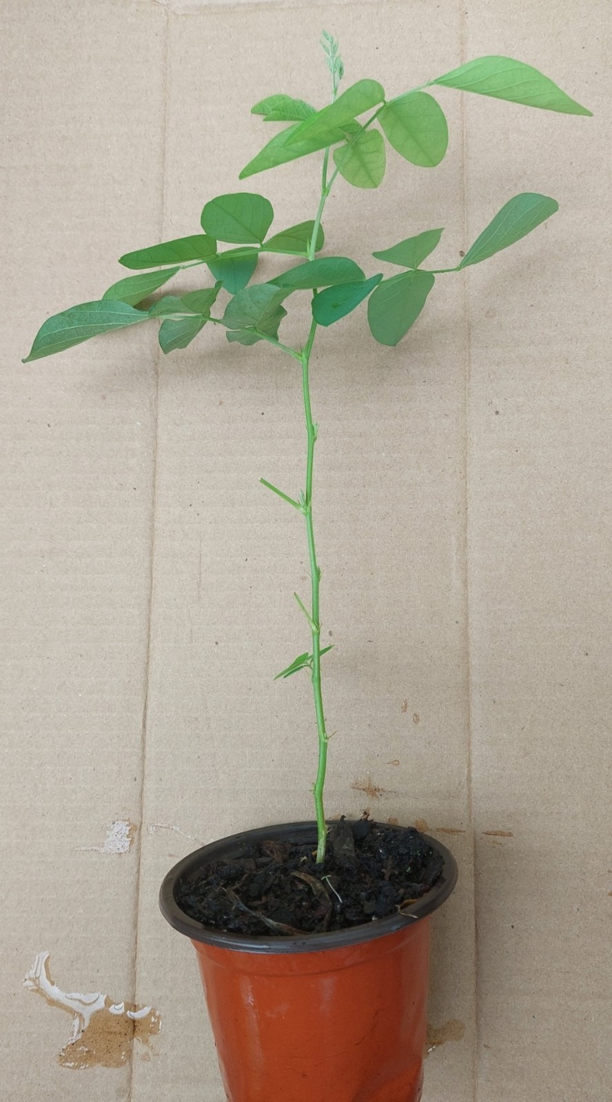 Purple Butterfly Pea live seedling plant (clitoria ternatea) in a Pot ,About 15″