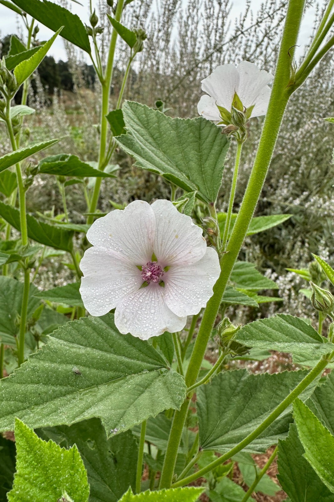 Marshmallow Seeds Althaea BULK SEED SIZES Certified Organic Non-GMO GROWN IN USA
