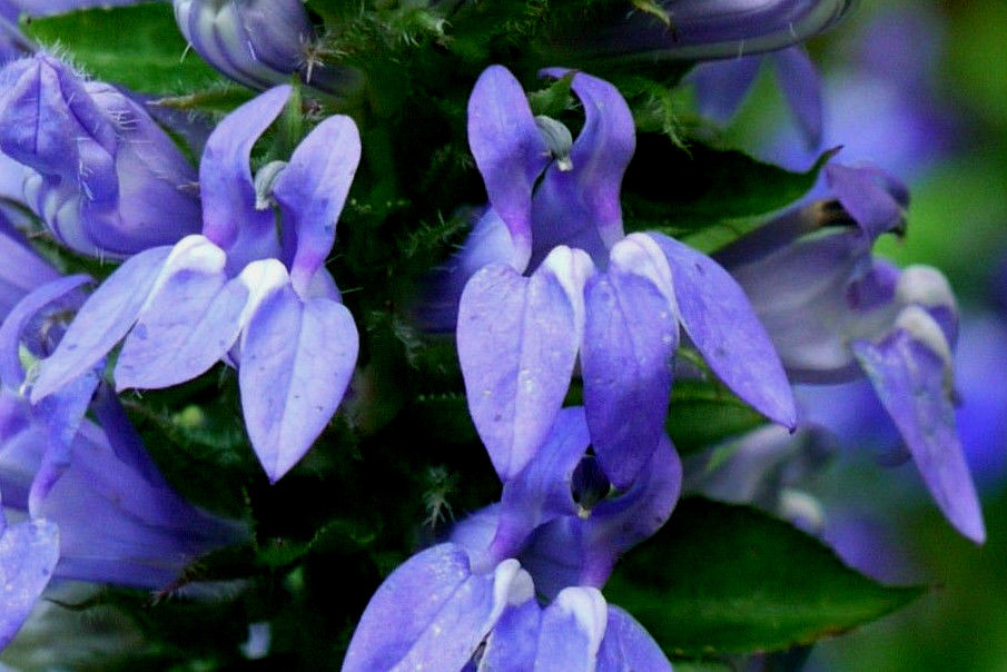 GIANT BLUE LOBELIA 243 SEEDS, LOBELIA SIPHILITICA HARDY, EZ TO GROW, USA SELLER