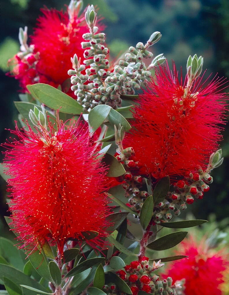 RARE Crimson Bottlebrush Flower – 3 cuttings for rooting or grafting