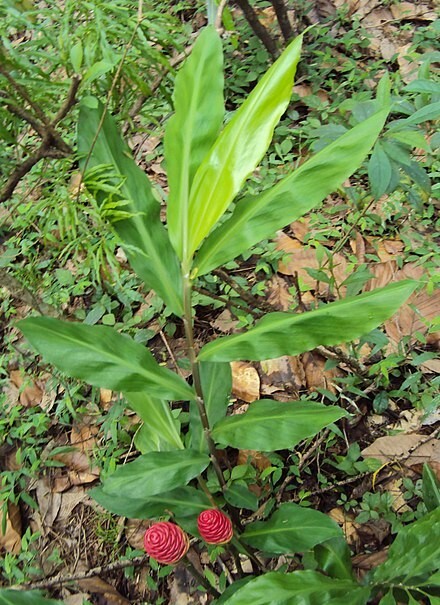4 Large And Mature Shampoo Ginger Rhizomes, Awapuhi, Zingiber zerumbet