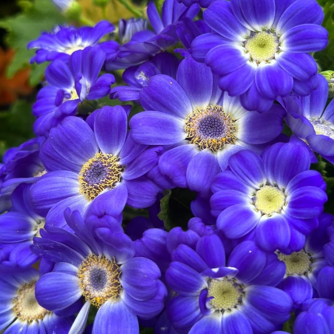 1000 Pieces Cineraria Flower Seeds,Winter to Spring Blooming, 10-20 Days Germ…