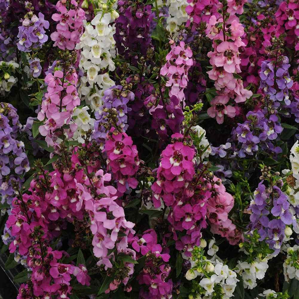 30 Seeds Drought Tolerant Angelonia Serenita Garden Flower Plant Seed Mix
