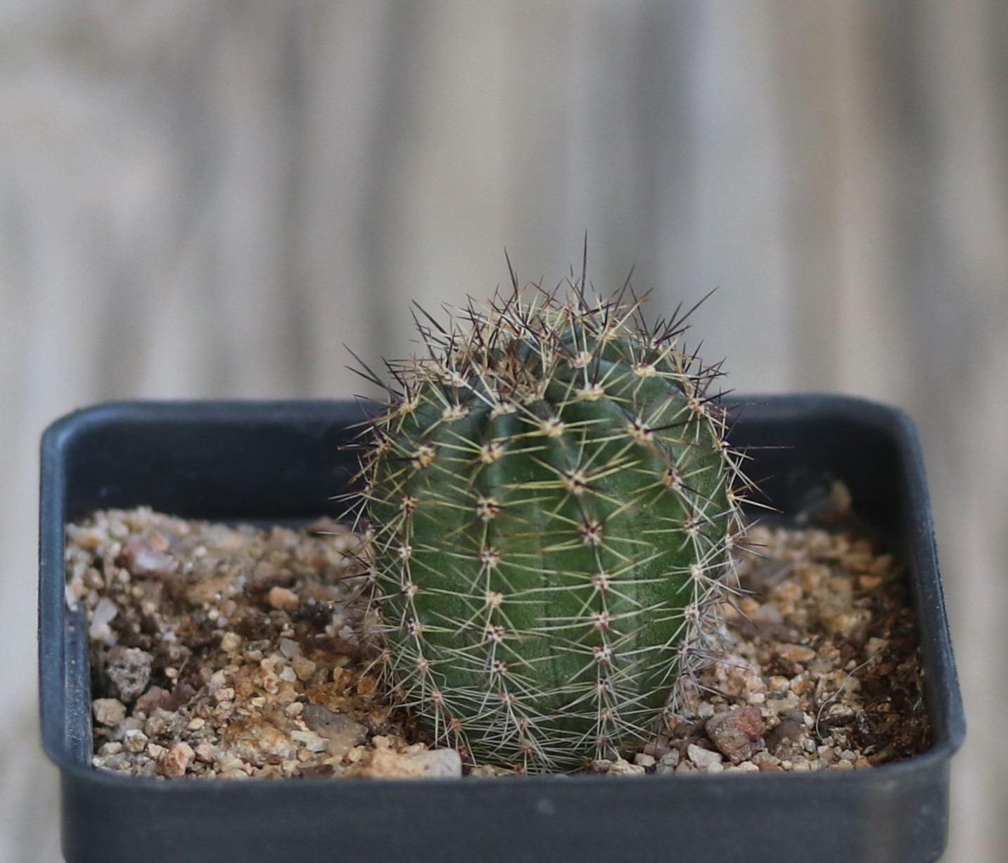 Echinopsis hybrid ‘Bright Eye’