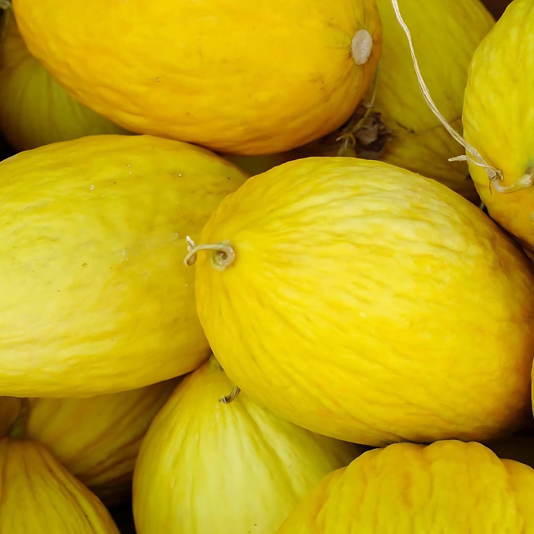 Fresh Delicious Crenshaw Melon Seeds | Yellow | Heirloom Non-GMO | Fruit Seeds