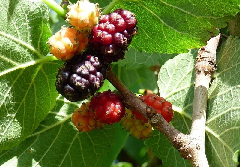 MULBERRY SEEDS, Black, 50 Seeds, Morus nigra, Organic, Fresh, Medicinal Herb