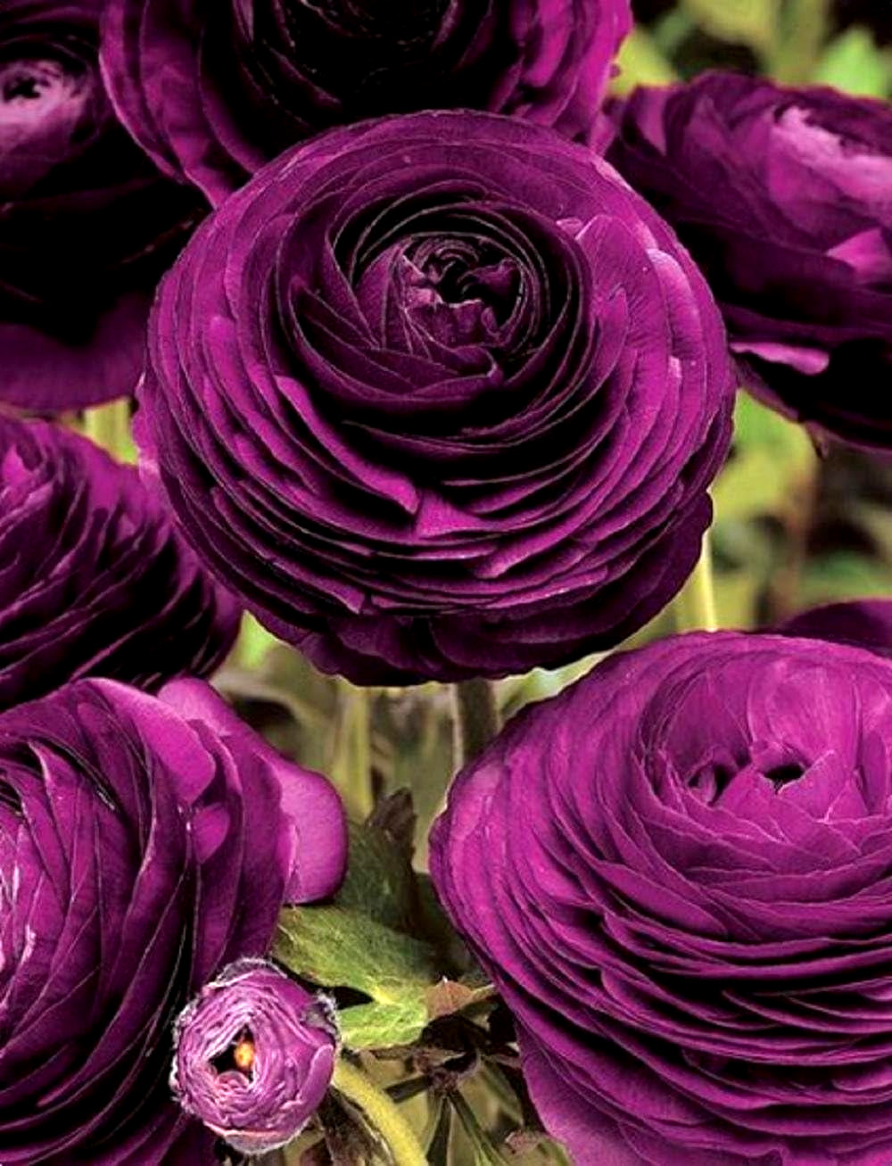 Purple Ranunculus Flowers 14 Bulbs Peony Rose Corms Wedding Flower Garden Plants