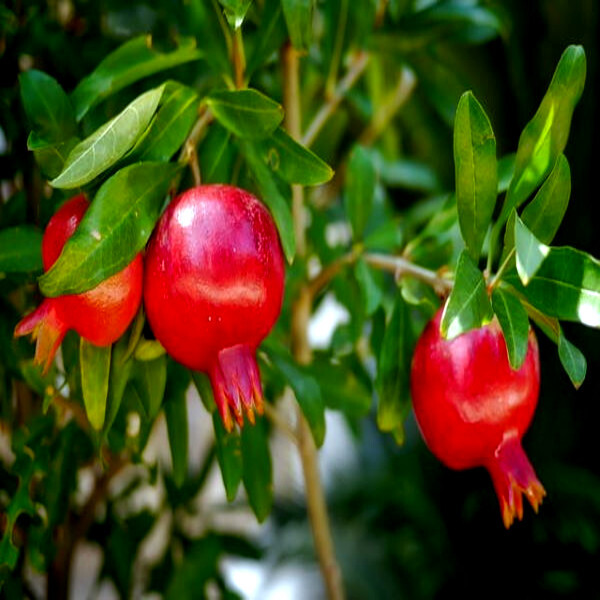 20 DWARF Pomegranate Tree Seeds (Punica granatum) Nana Garden Fruit House Plant