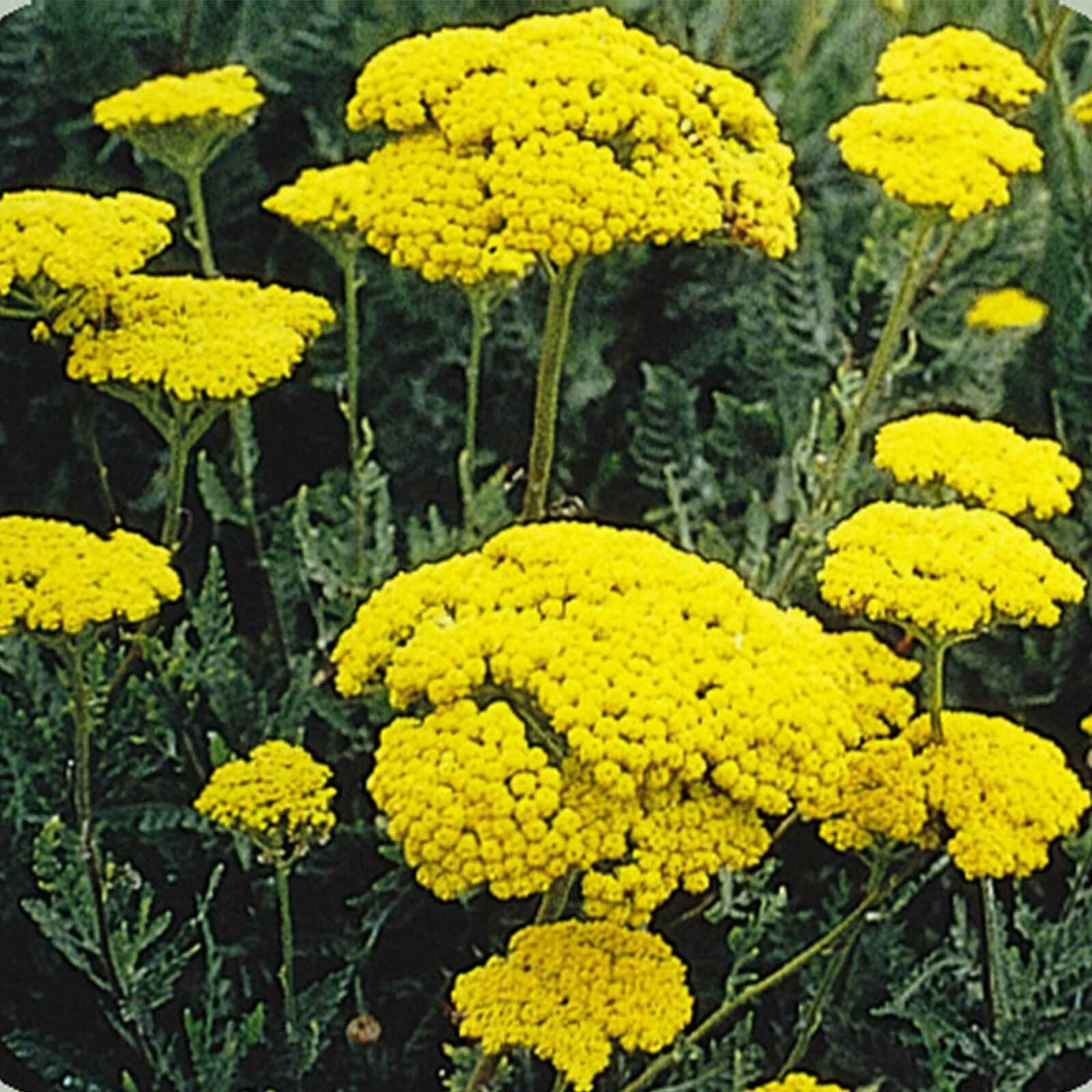 GoldenYarrow Yellow FernLeaf Achillea Filipendulina 300Seeds~BotanicalGardenClub