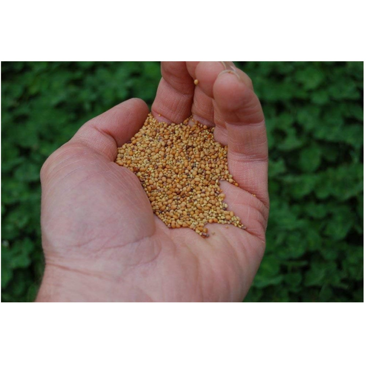 Three-Part Clover Blend – Beauty, Cover, Natural Attractant