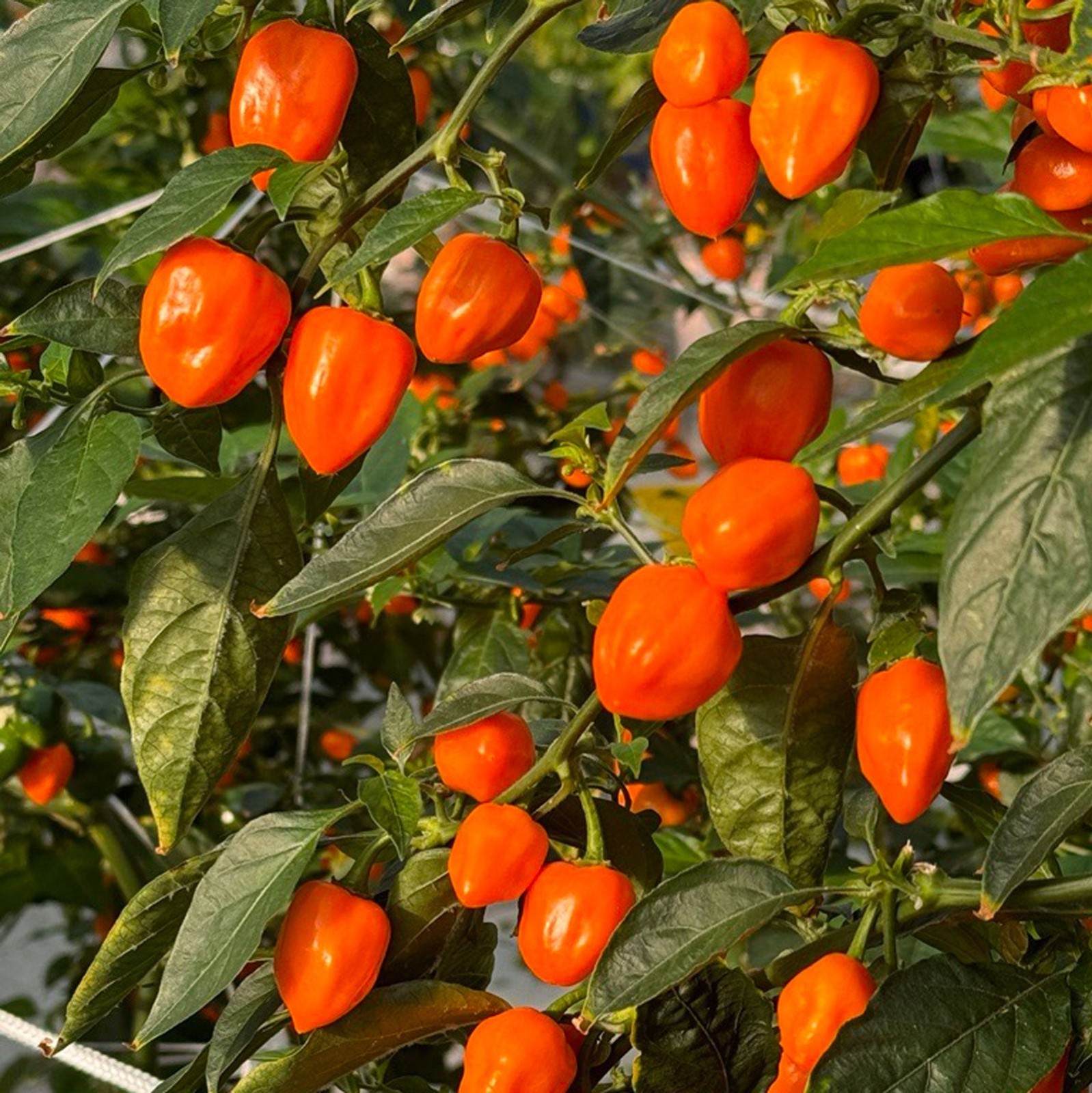 Bad Apples BAD CHAPPELLS HOT TO GO!™ MIDWEST PRINCESS PEPPER SEED BOMBS! Roan