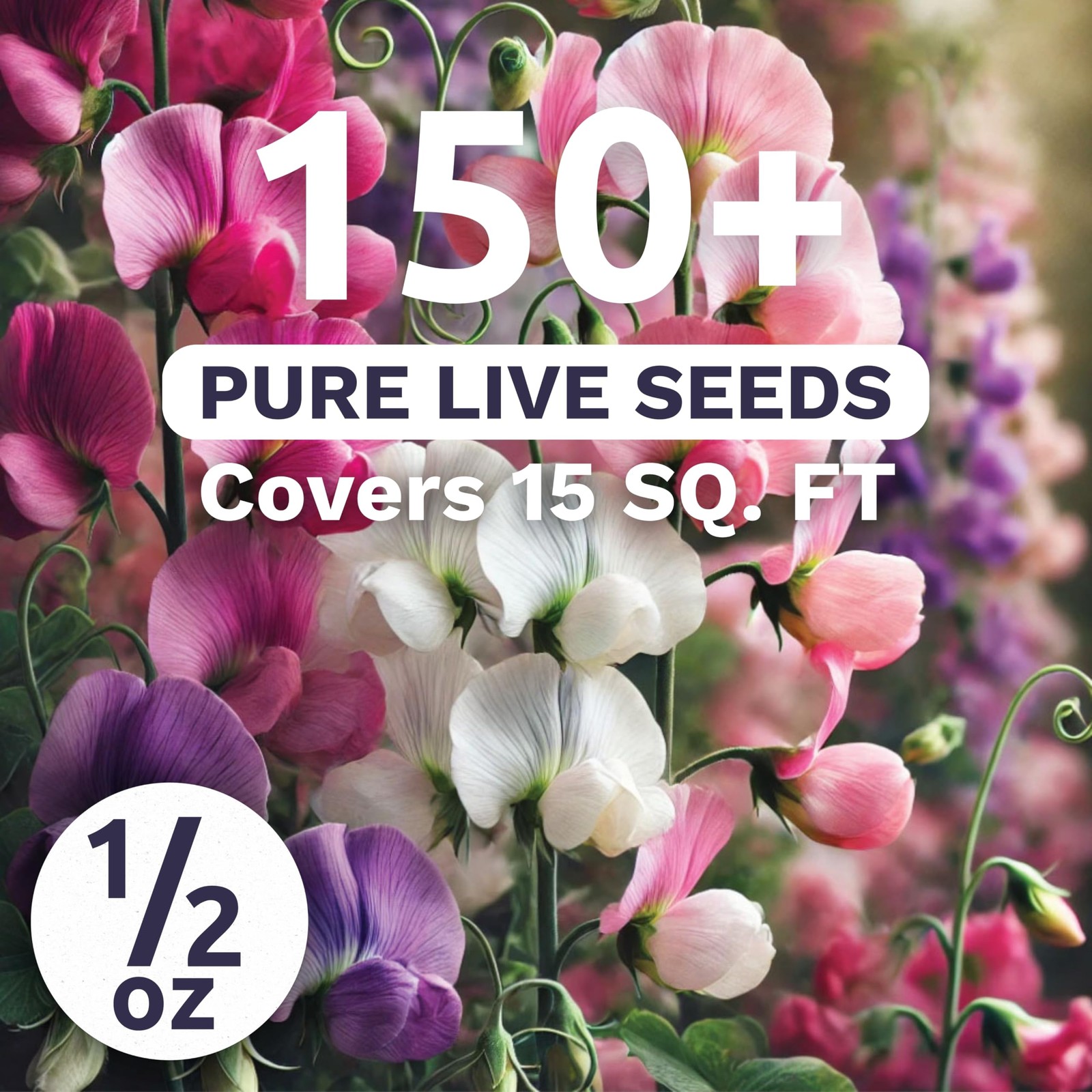 150 PCS Sweet Pea Knee High 1/2 Ounce Flower Seeds Planting Lathyrus Odoratus