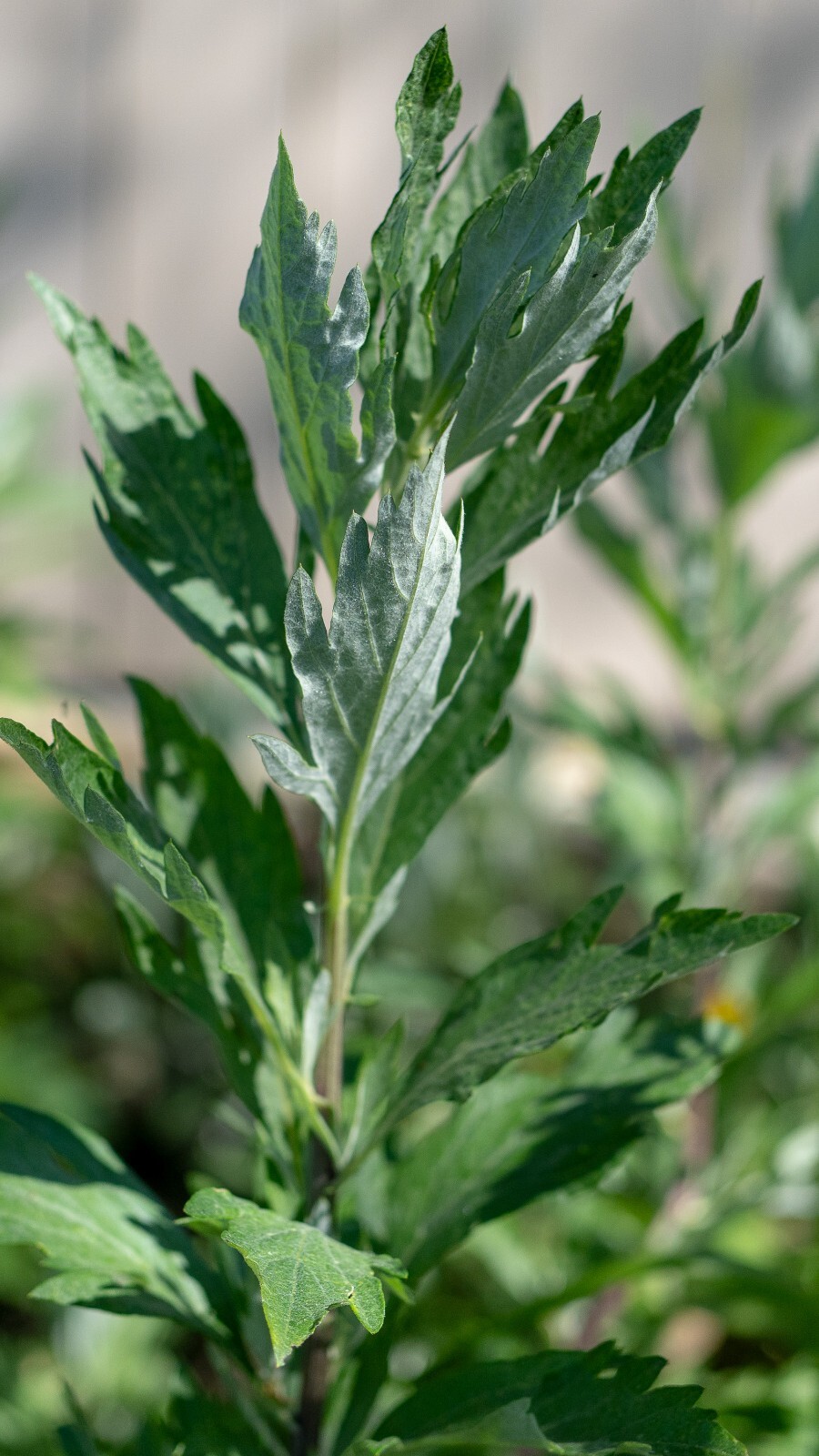 California Mugwort Seeds