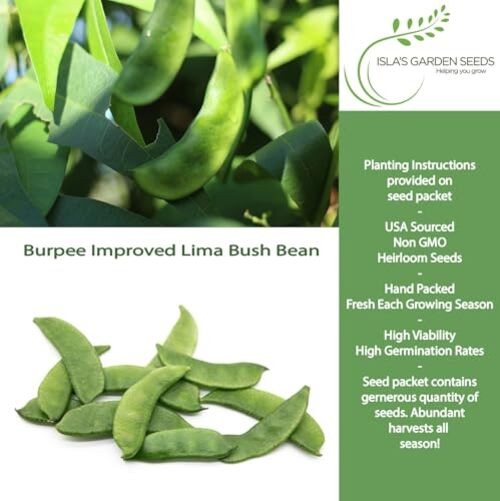 Burpee Improved Lima Bush Bean Seeds (Phaseolus lunatus) – 30+ Non-GMO &