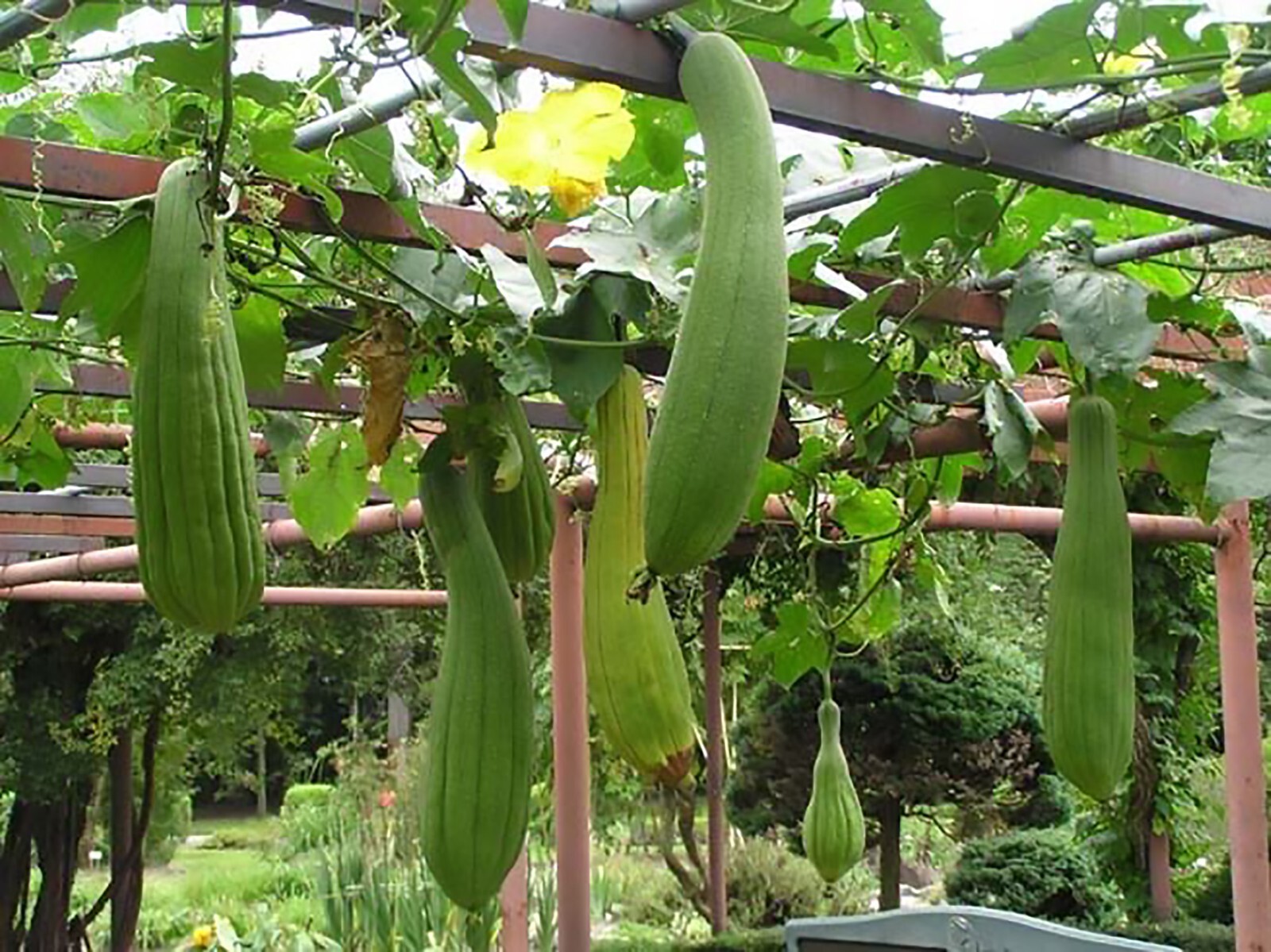 Smooth Loofah, Luffa aegyptiaca, Seeds