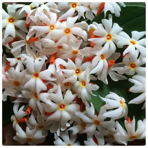 Nyctanthes arbor-tristis Parijat Coral Jasmine Plant