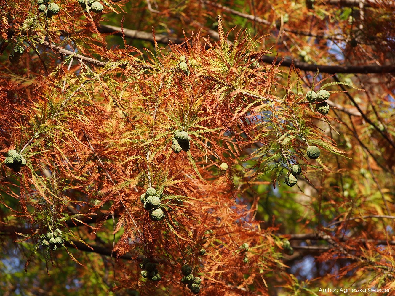 Northern Bald Cypress Tree | Premium Seeds | Taxodium distichum Summer | Plants’