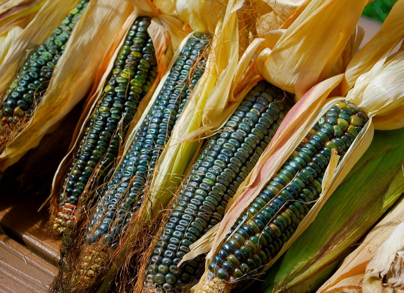 Oaxacan Green Dent Ornamental Corn Seeds | Blue Gold Glass Gem Popcorn Seed 2024