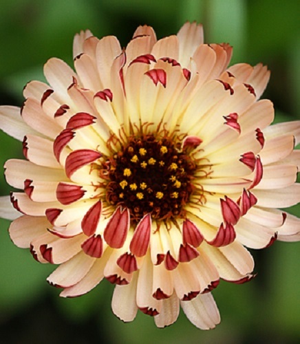 40+ CALENDULA BRONZE BEAUTY FLOWER SEEDS / RE-SEEDING LONG LASTING ANNUAL