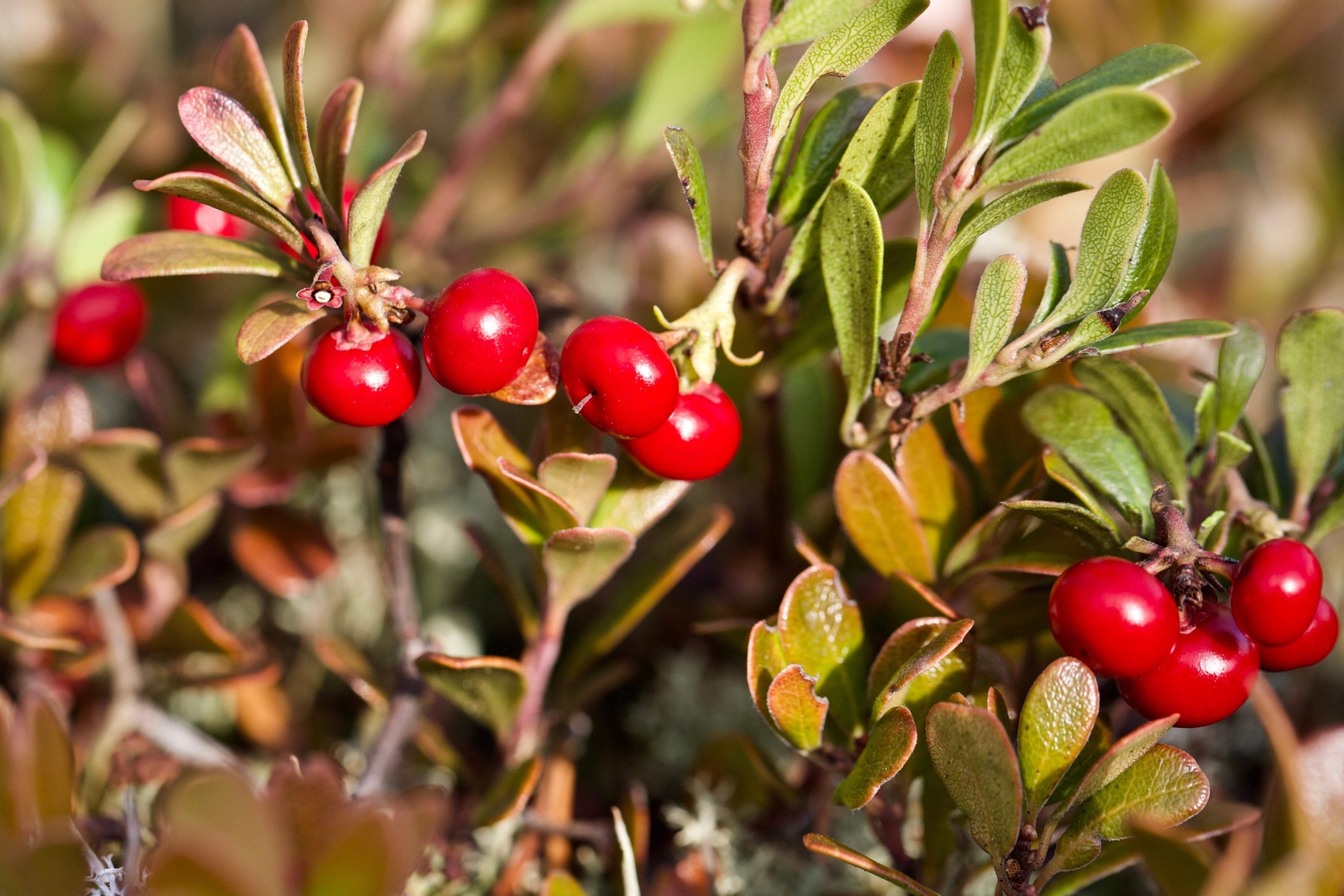 20 BEARBERRY Arctostaphylos Uva-Ursi Kinnikinnick Pinemat Manzanita Flower Seeds